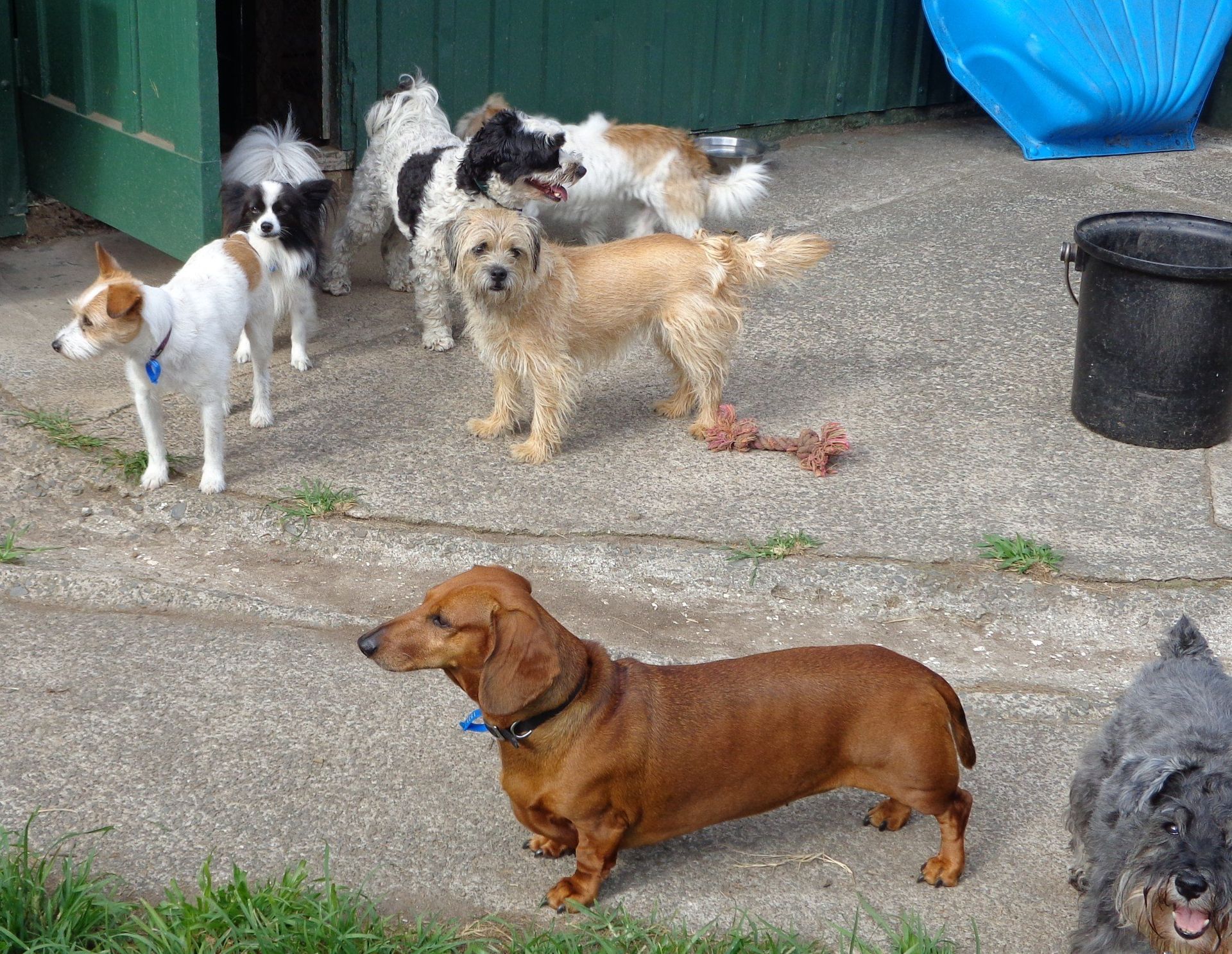 Kennel Waikato, NZ Brackendell Boarding Kennels & Cattery